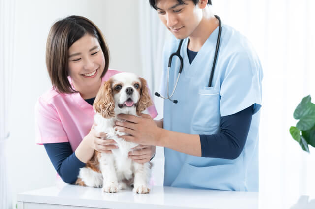 噛み癖の対処法とは?犬が噛む理由と正しいしつけ方を解説のサムネイル画像